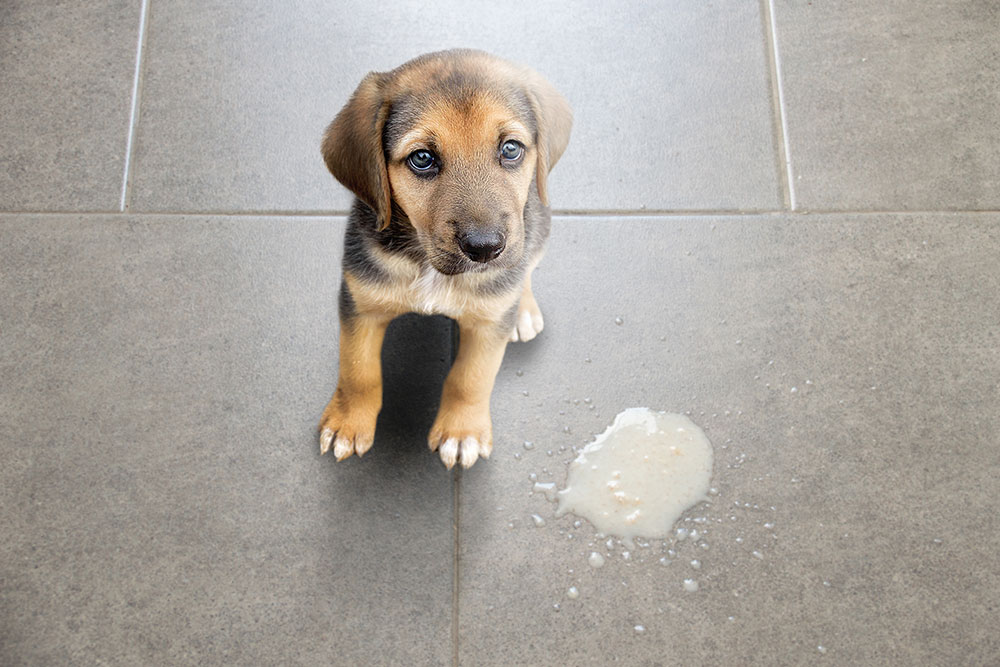 A small, cute puppy sitting on a gray tiled floor next to a small puddle of white, foamy vomit.