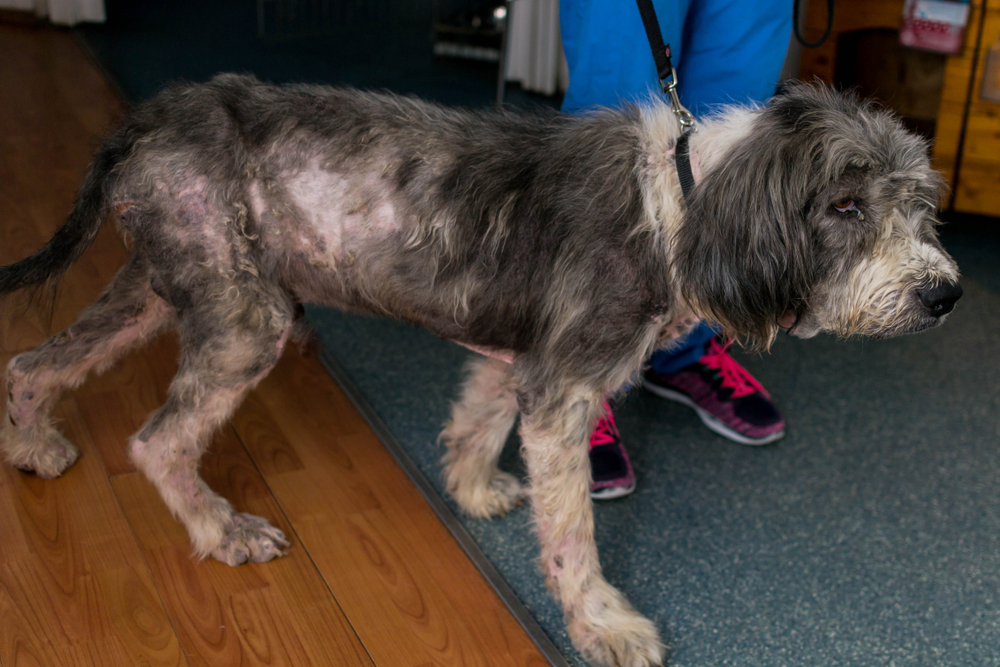 Thin shaggy dog with patchy hair loss standing on a leash indoors, with a person holding the leash behind it.