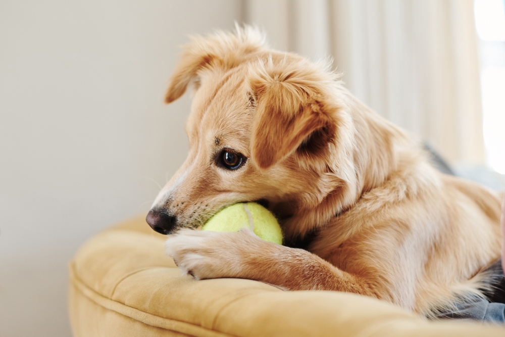 Dog with a potentially unsafe chew, highlighting the importance of choosing pet-safe chew products to help prevent dental injuries, choking hazards, and gastrointestinal issues.