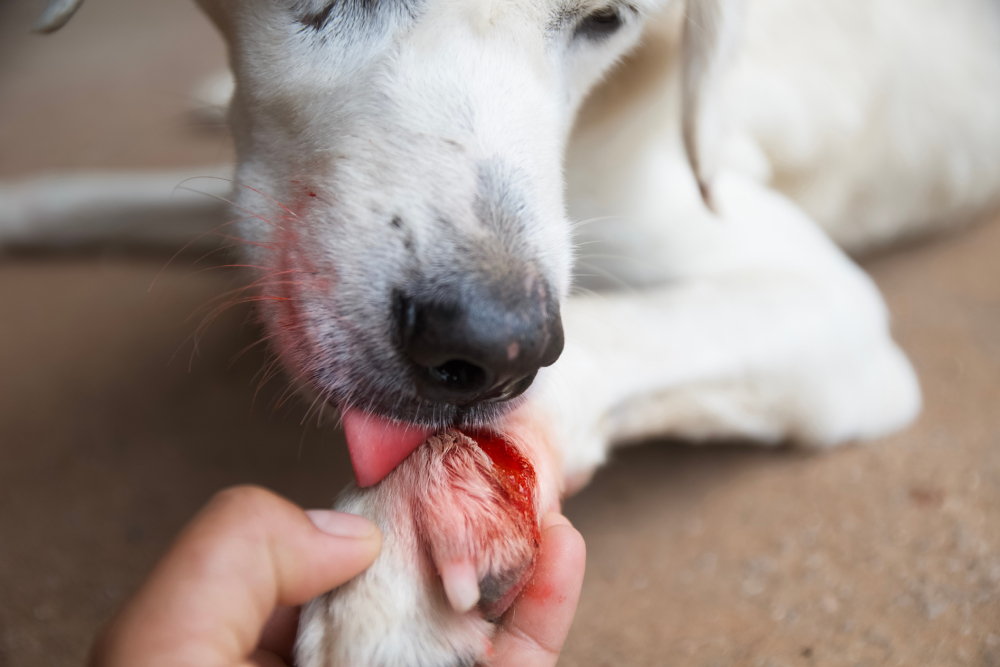 Dog suffering from a paw injury, highlighting common causes such as cuts, burns, foreign objects, infections, and the importance of prompt veterinary care.