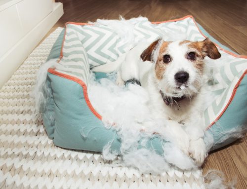 Remedies for 5 Common Puppy Behavioral Problems