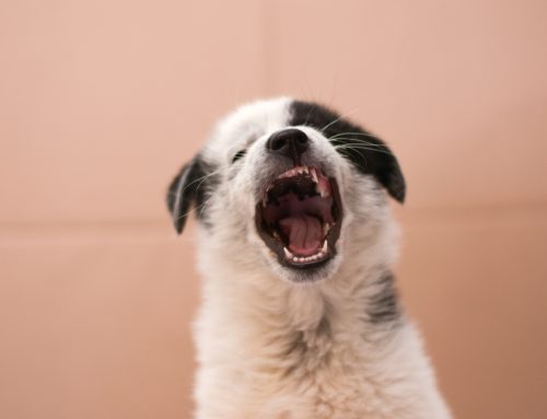 Tiny Teeth, Big Opportunity—Dental Care For Puppies